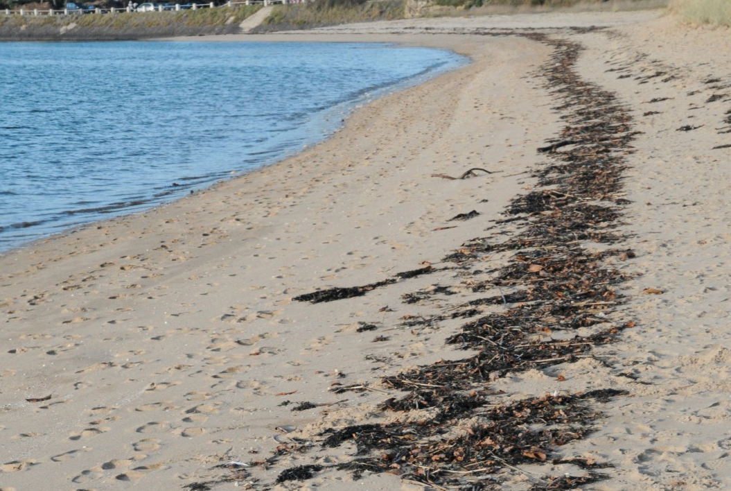 Protocole ALAMER: la laisse de mer, un indicateur du changement climatique?